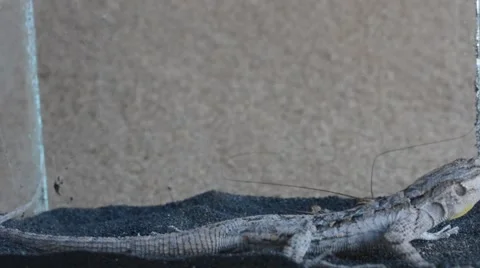 Lizard catching cricket Stock Footage 46835088