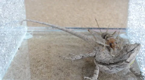 Lizard catching cricket Stock Footage 46835095