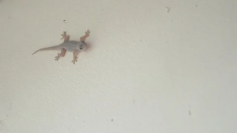 Lizard on the cement wall Stock Footage 87812349