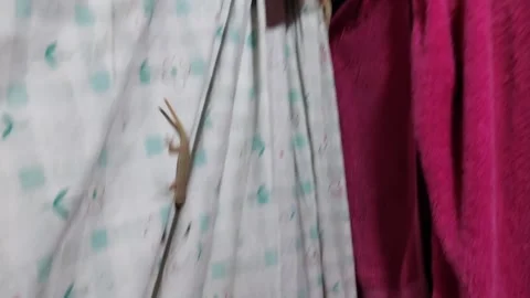 Lizard chases and eats moths Stock Footage 270043749