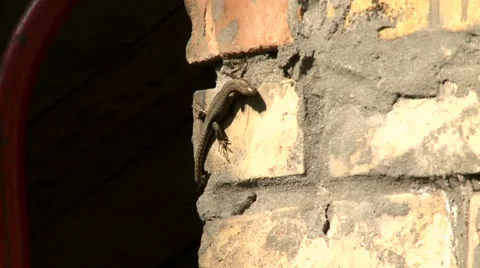 Lizard chases insect Stock Footage 2854894