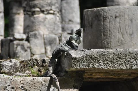 Lizard at the Chichen Itza archaeological site, Mexico Foto stock