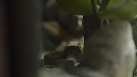 Lizard Chilling in Aquarium (60 FPS) 動画素材 94871442