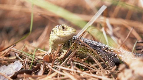 Lizard chilling in the forest. Close up shot Video stock 113471746