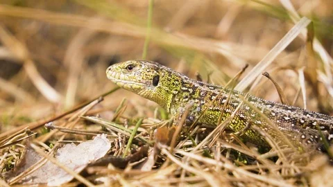 Lizard chilling in the forest. Close up shot 動画素材 113471751