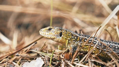 Lizard chilling in the forest. Close up shot Stock-Footage 113471760