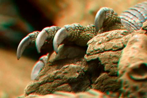 Lizard Claws, 3D Anaglyph Photos