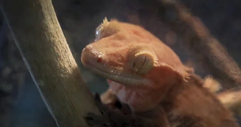 Lizard cleaning eye with tongue. 4K. Stock Footage 230028704