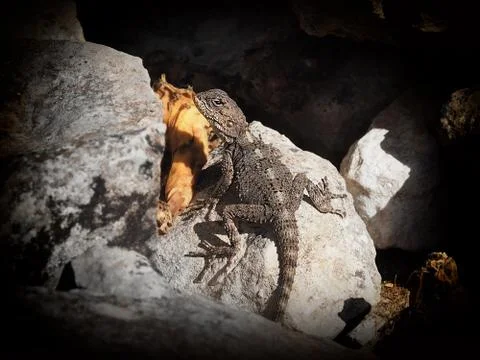 Lizard in the cleft of stones Stock Photos