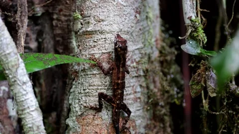 Lizard climb tree in lowland rainforest undergrowth Stock Footage 152561531