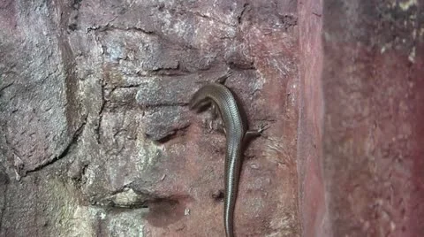 Lizard climbing 40 Stock Footage 12428196