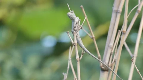 Lizard climbing the bamboo branch Stock Footage 109418704