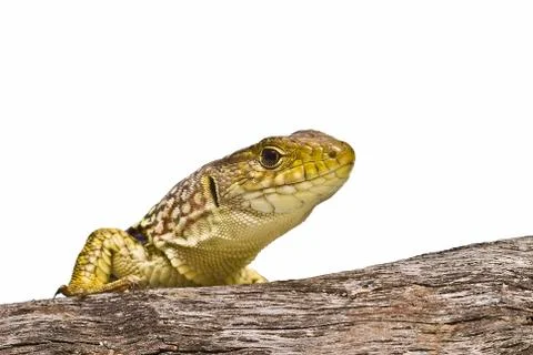 Lizard climbing a branch. Stock Photos