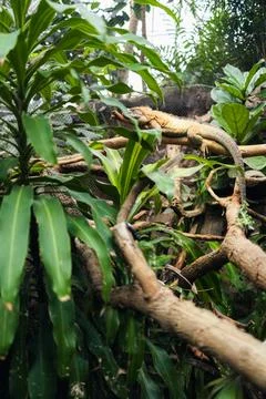 Lizard climbing on branches amidst tropical plants inside a wildlife habitat Stock Photos