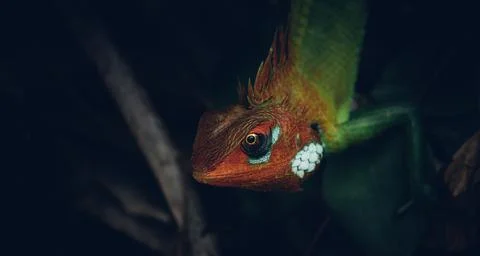 Lizard climbing down in the dark, peeking in the forest Stock Photos