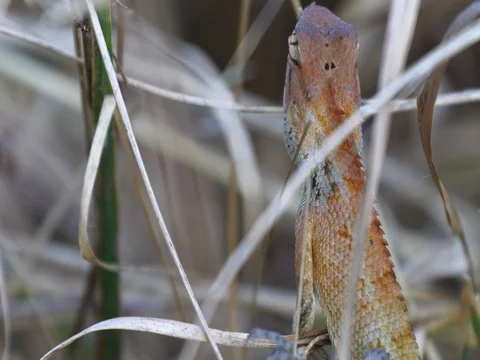 Lizard is climbing on the dry brown grass Stock Footage 73183117