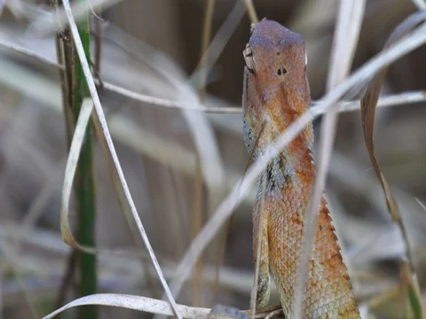 Lizard is climbing on the dry brown grass Stock Footage 73183362