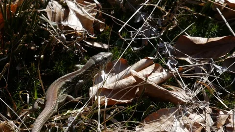 Lizard is climbing on the dry grass. Stock Footage 74133962