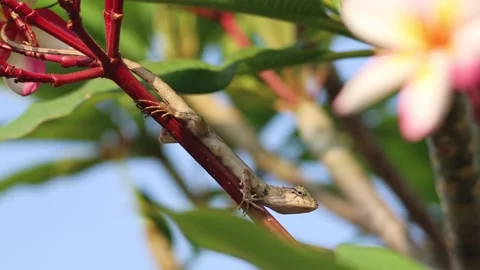 Lizard Climbing on Flowering Branch 스톡 동영상 291216154