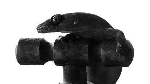 Lizard is climbing on old tap, in monochrome  Chiangmai  Thailand. Stock Footage 241703426