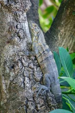 Lizard climbing over tree trunk Stock Photos