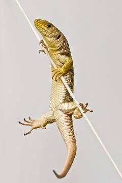 Lizard climbing. Stock Photos