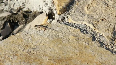 Lizard climbing the rock Stock Footage 11977465