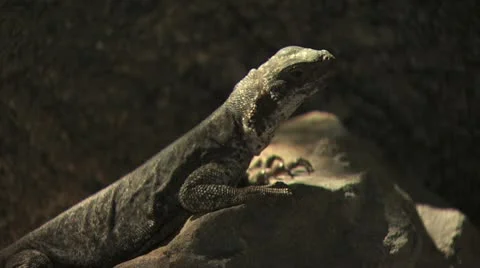 Lizard Climbing Rocks 2 스톡 동영상 19077137