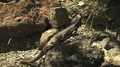 Lizard Climbing Rocks 스톡 동영상 19076996
