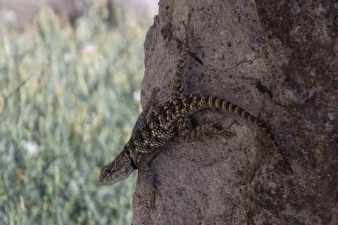 Lizard climbing rugged rock surface in a natural habitat during daylight hour Stock Photos
