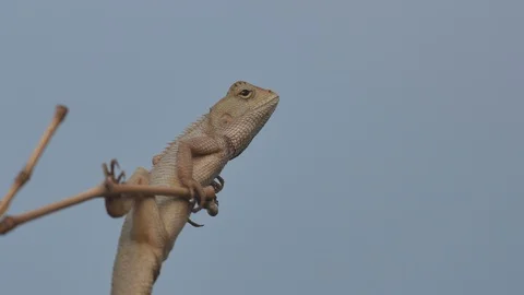 Lizard climbing the tree branch Stock Footage 109418862