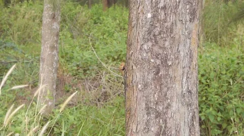 Lizard climbing tree Stock Footage