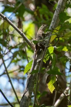 Lizard climbing a tree in Guanacaste Stock Photos
