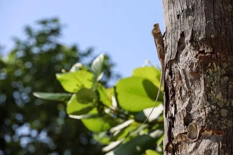 Lizard Climbing a Tree in Nature Stock Photos