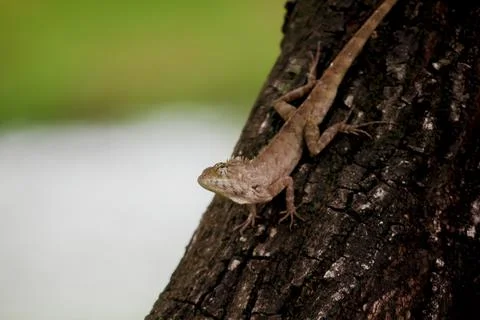 A lizard is climbing on a tree. Stock Photos