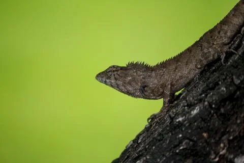 A lizard is climbing on a tree. Stock Photos