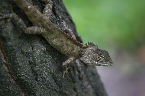 A lizard is climbing on a tree. Stock Photos
