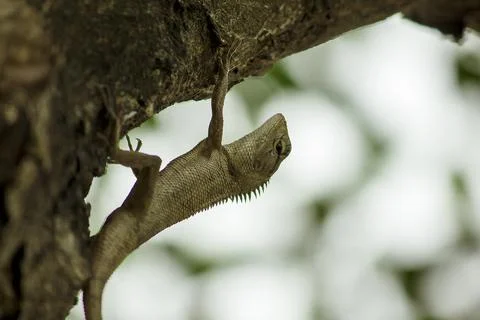 A lizard is climbing on a tree. Stock Photos