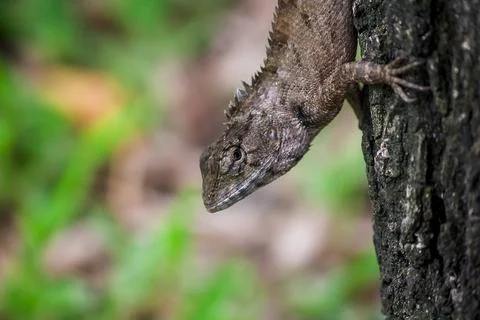 A lizard is climbing on a tree. Stock Photos