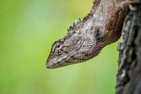 A lizard is climbing on a tree. Stock Photos
