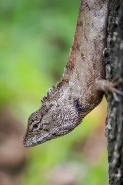 A lizard is climbing on a tree. Stock Photos