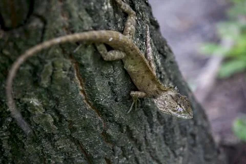 A lizard is climbing on a tree. Stock Photos