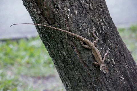 A lizard is climbing on a tree. Stock Photos