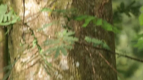 Lizard climbing the tree trunk Stockbeeldmateriaal 149123541