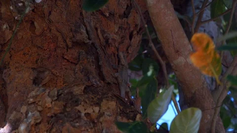Lizard Climbing Tree Trunk" Stock Footage 257186874