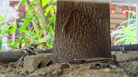Lizard Climbing Tree Trunk Outdoors 스톡 동영상 344019730
