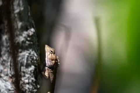 Lizard climbing tree trunk in tropical forest environment Фото