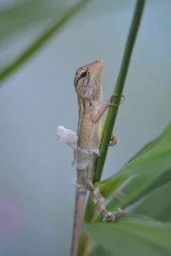 Lizard climbing vertical stem with green leaves and copy space Stock Photos
