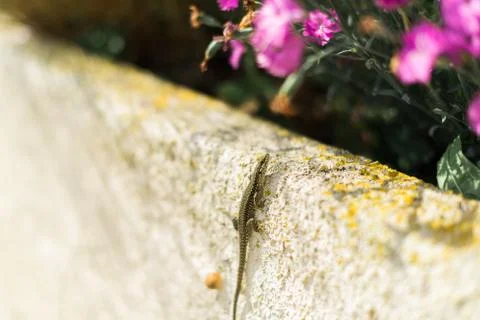 Lizard Climbing Up a Wall Stock Photos