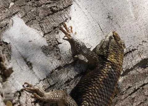 Lizard Climbs Tree Bark Abstract Close Up Stock Photos
